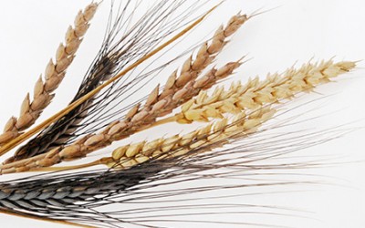 Get to know your ancient wheat varieties and their benefits